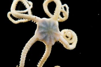 Media type: image;   Invertebrate Zoology 152374
